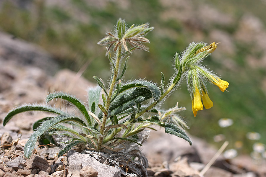 Изображение особи Onosma irritans.