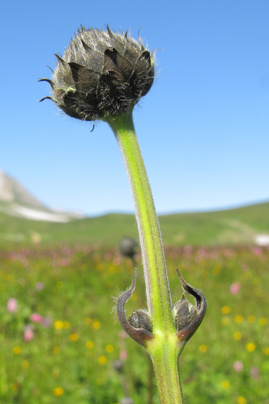 Изображение особи Cephalaria gigantea.