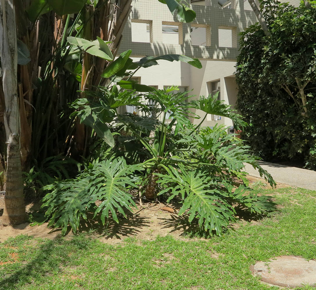 Image of Philodendron bipinnatifidum specimen.