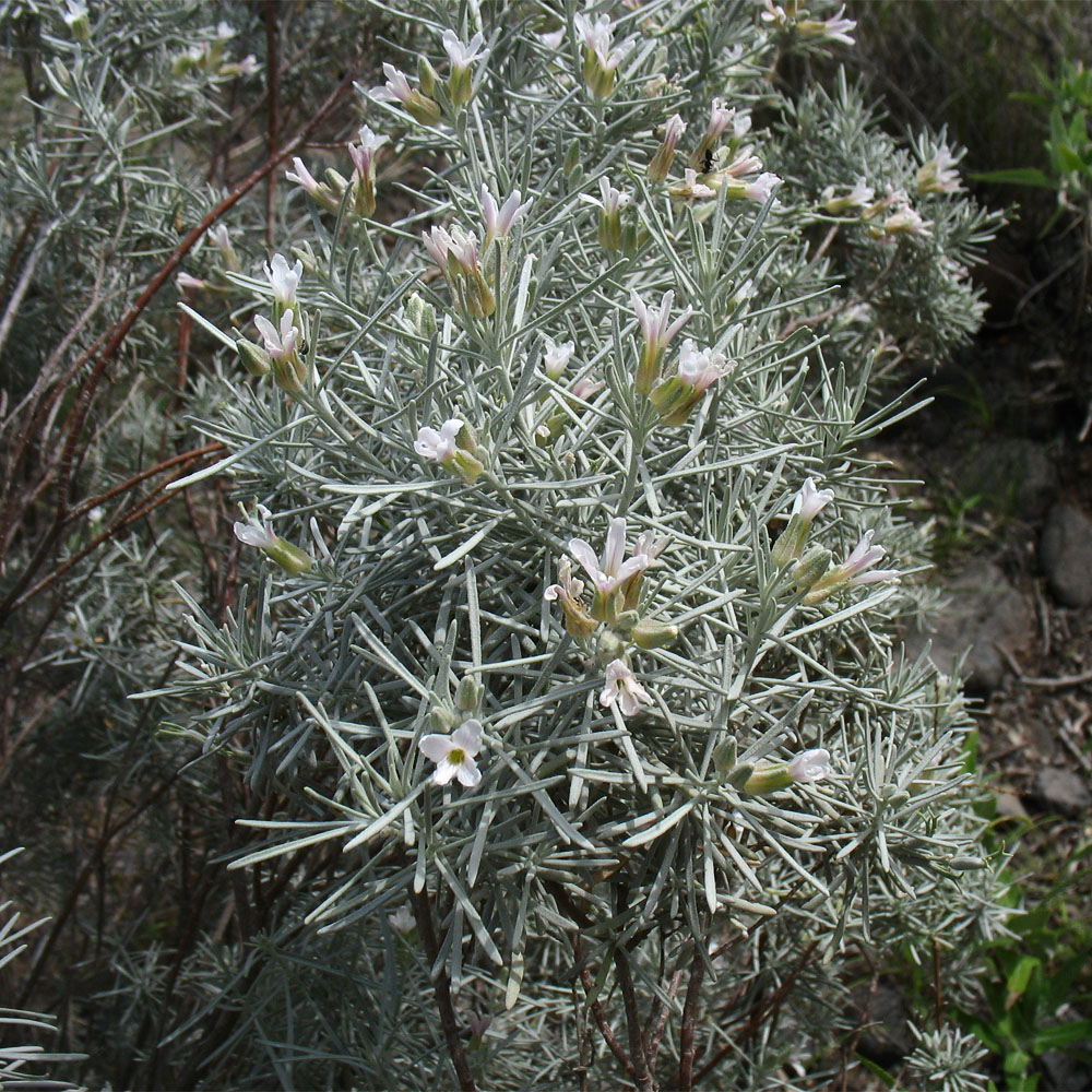 Image of Parolinia platypetala specimen.