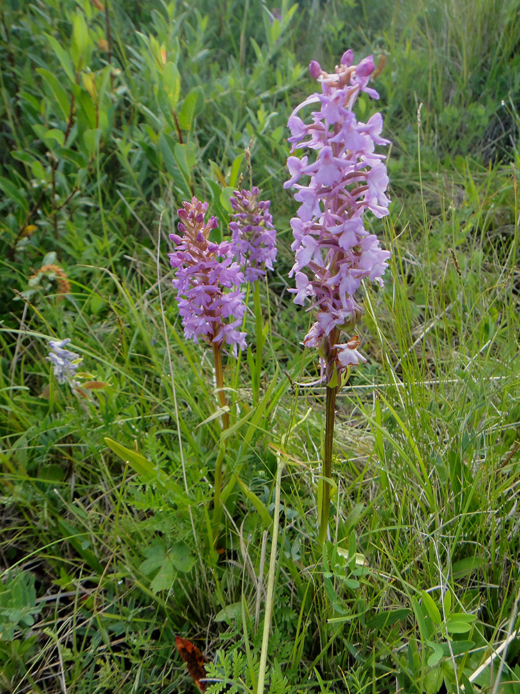 Image of Gymnadenia conopsea specimen.