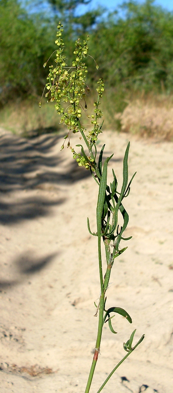 Изображение особи Rumex acetosella.