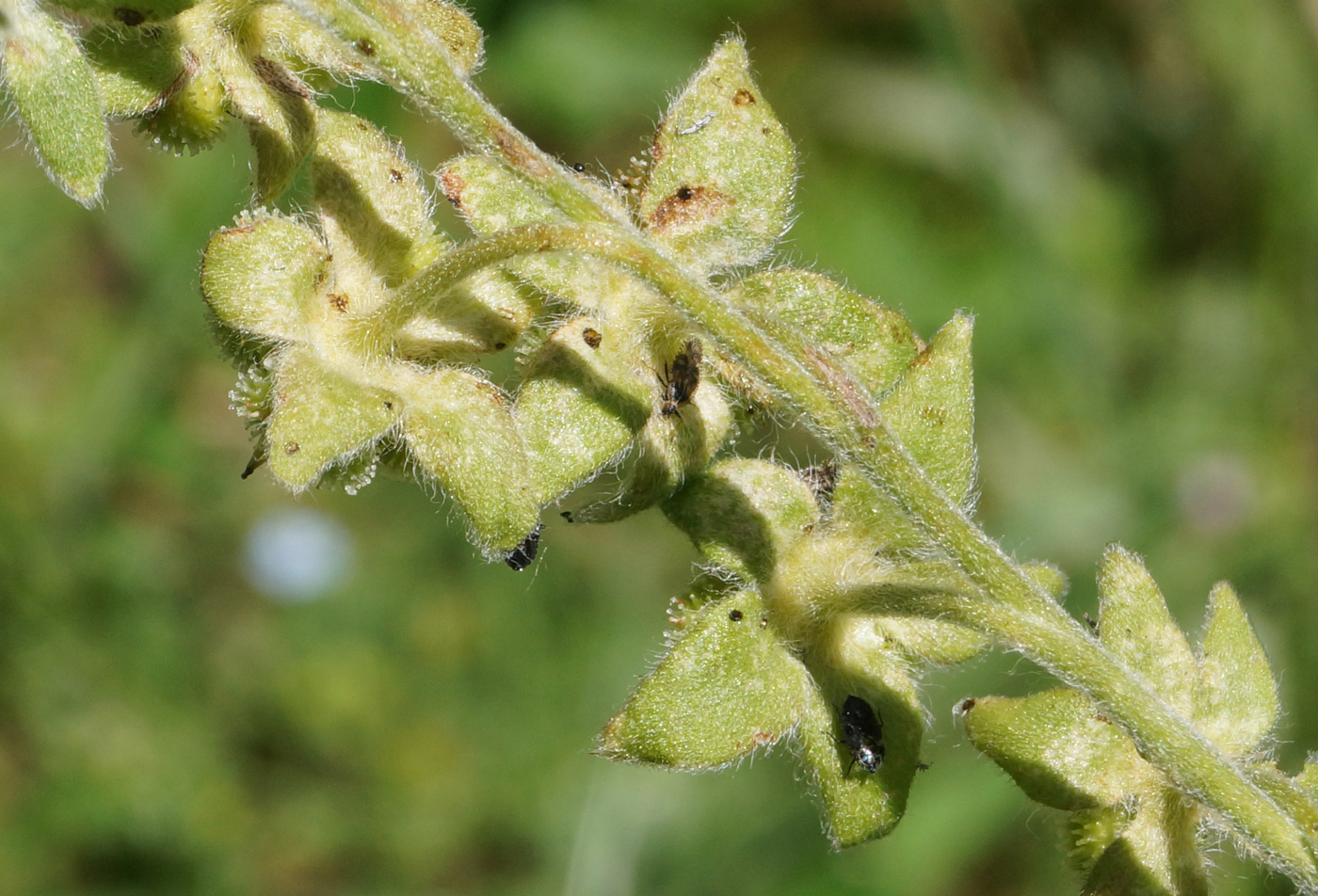 Image of Cynoglossum officinale specimen.