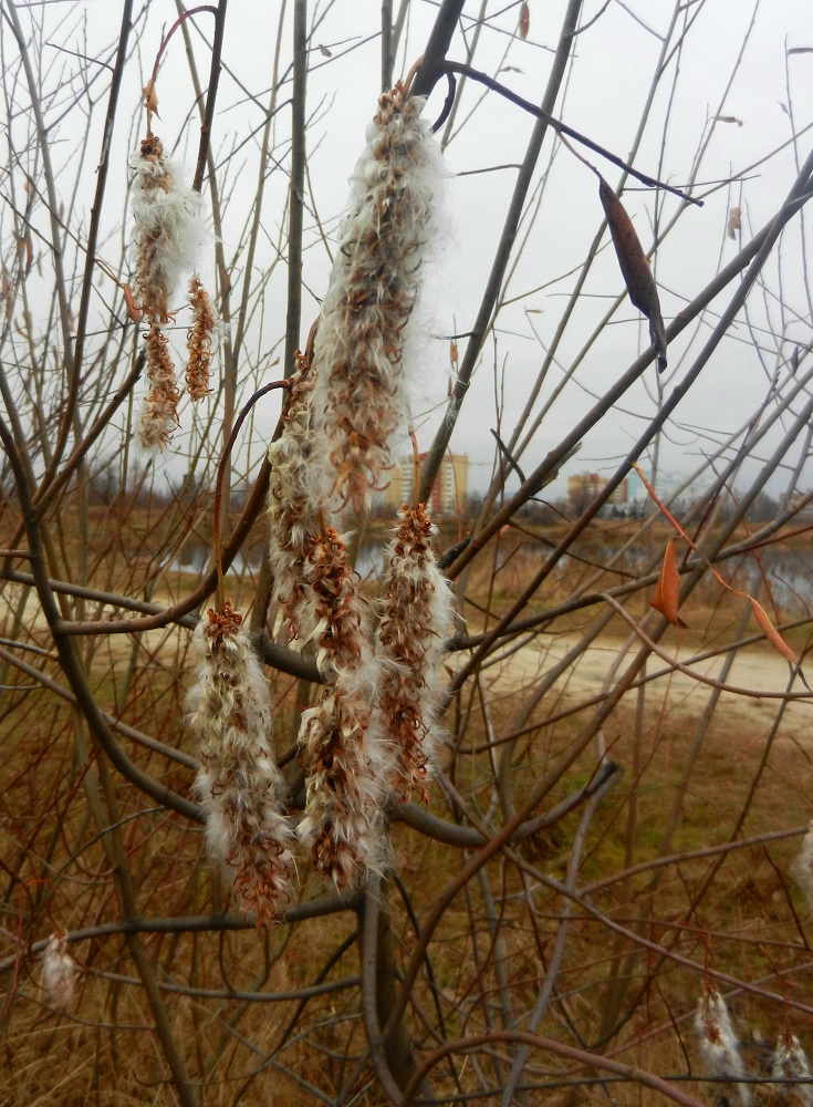 Image of Salix pentandra specimen.