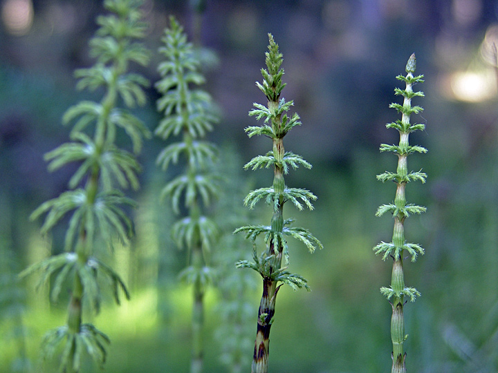 Image of Equisetum sylvaticum specimen.