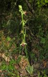 Ophrys mammosa