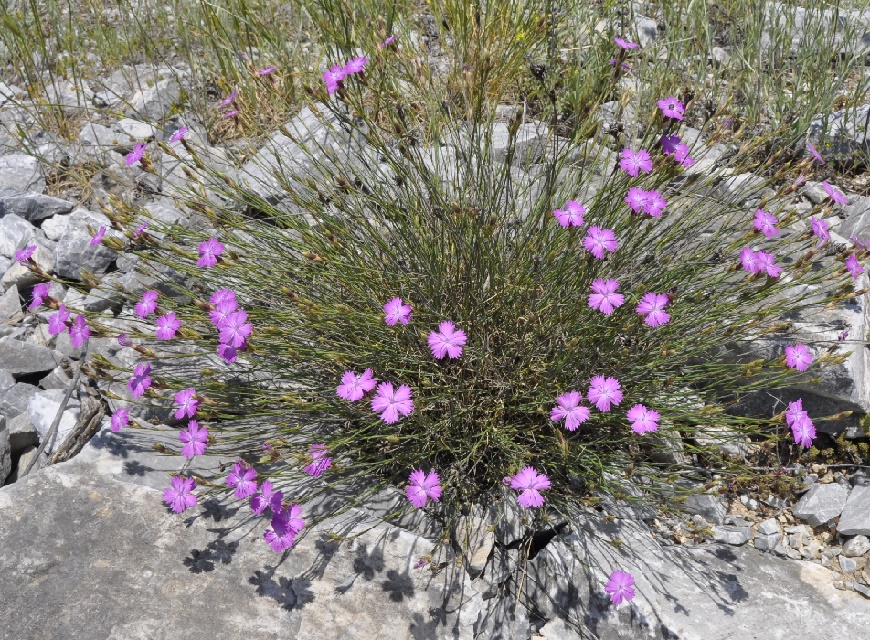 Изображение особи Dianthus gracilis.