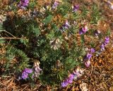 Vicia uralensis