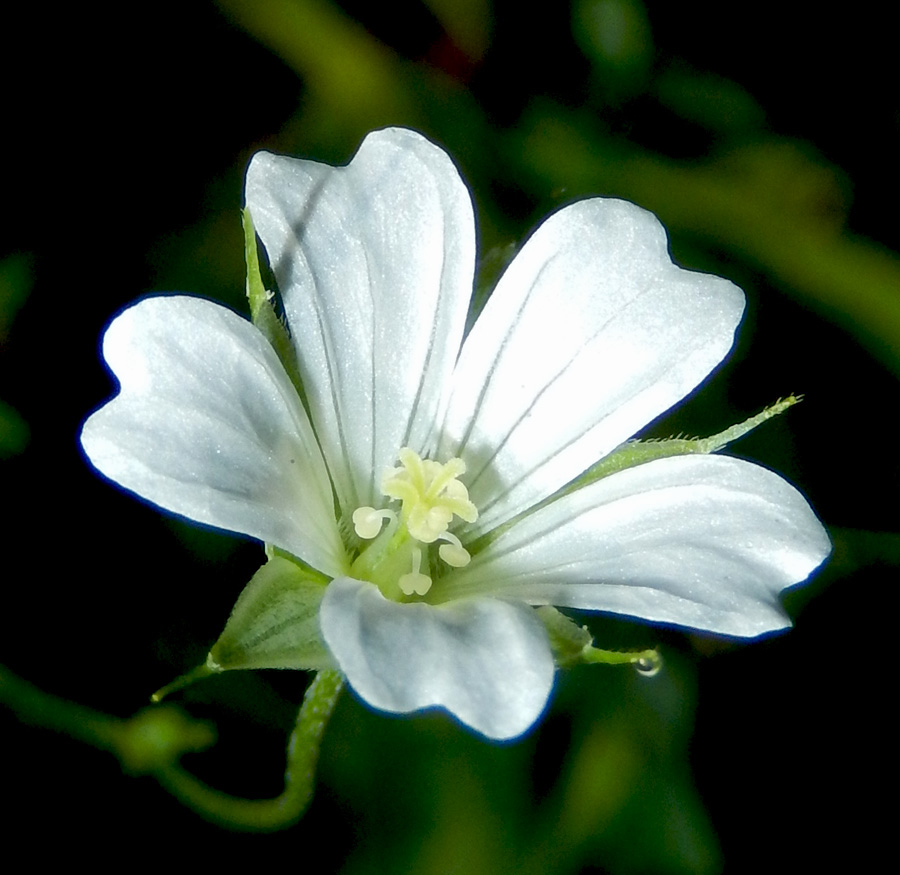 Изображение особи Geranium columbinum.