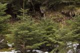 Abies cephalonica. Молодые деревья. Греция, Пелопоннес, окр. г. Витина; туристическая тропа в пихтовом лесу на западном склоне горы Менало. 23.03.2015.