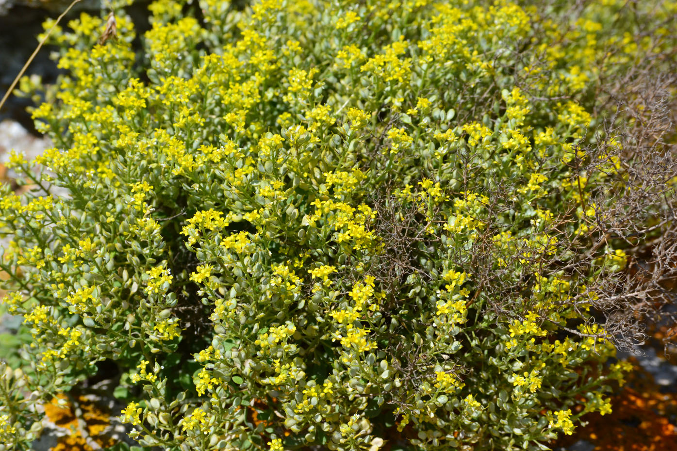 Image of genus Alyssum specimen.