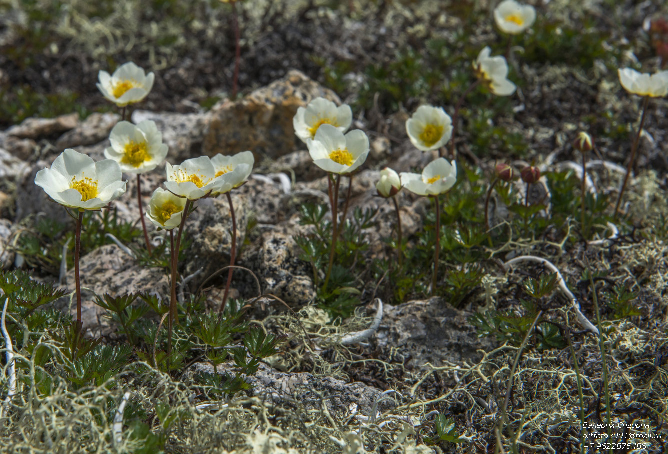 Image of Sieversia pusilla specimen.