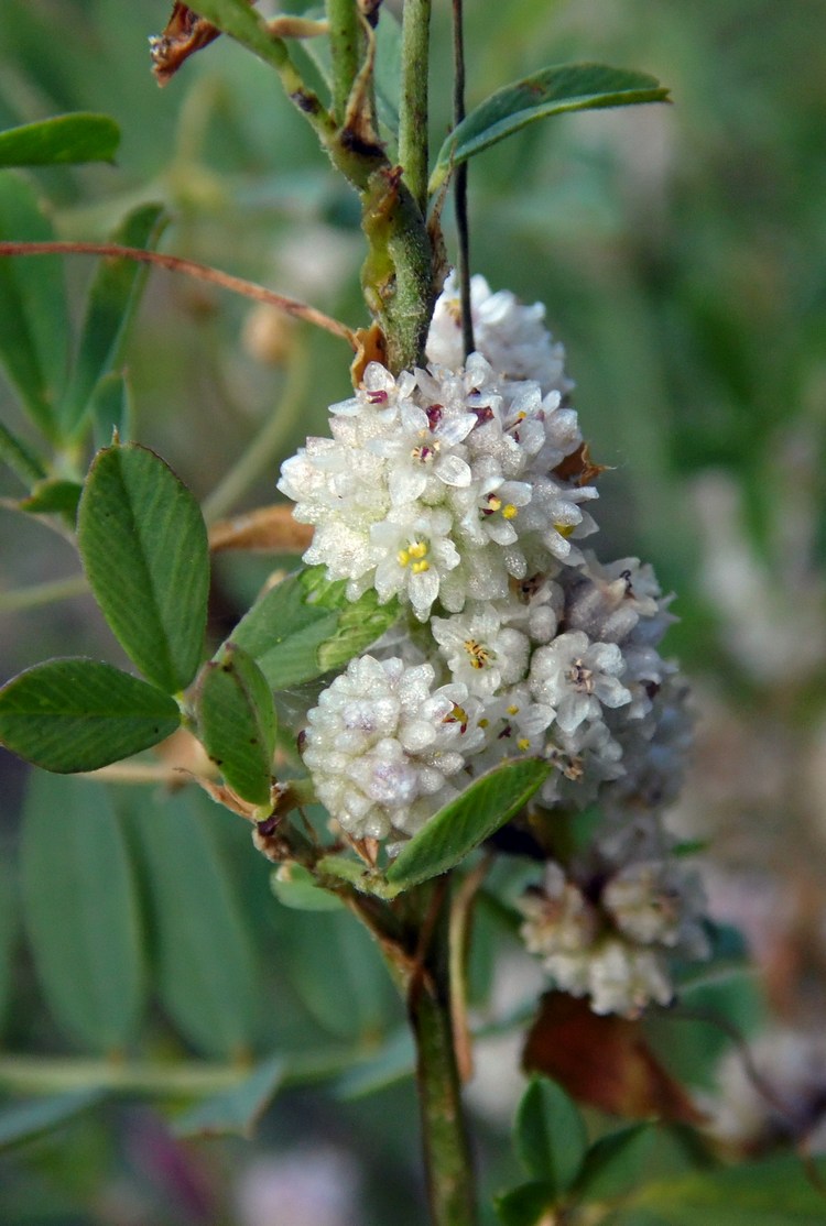 Изображение особи Cuscuta planiflora.