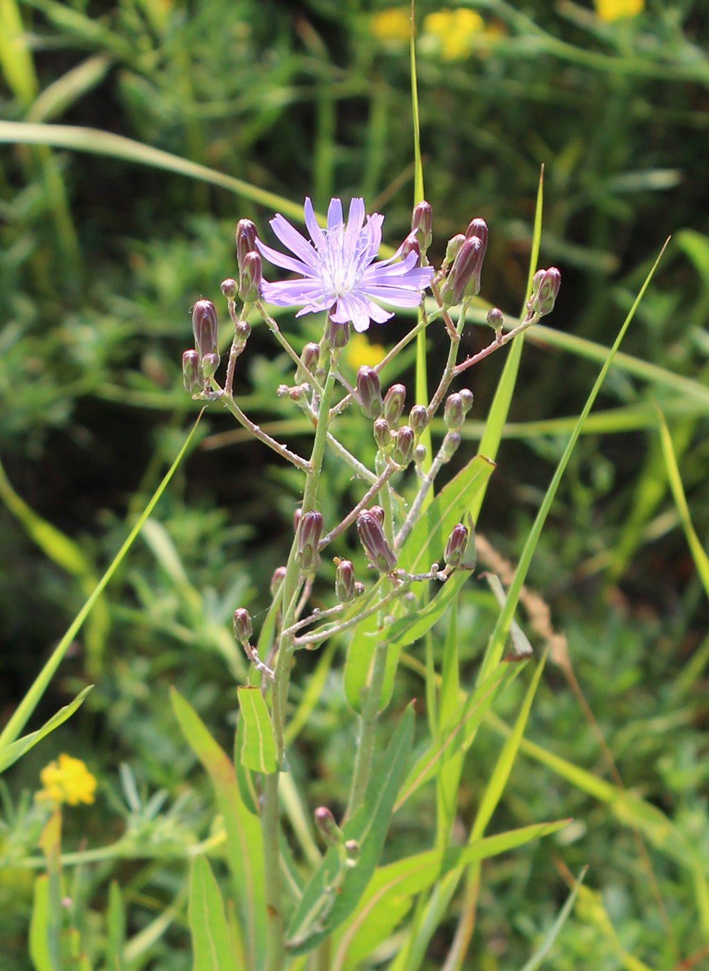 Image of Lactuca tatarica specimen.