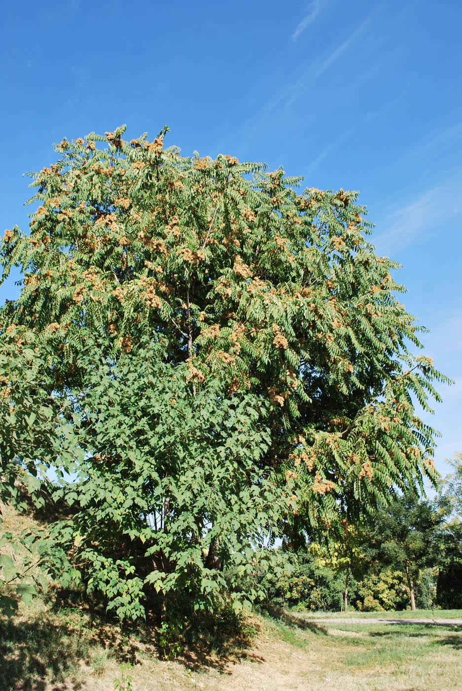 Image of Ailanthus altissima specimen.