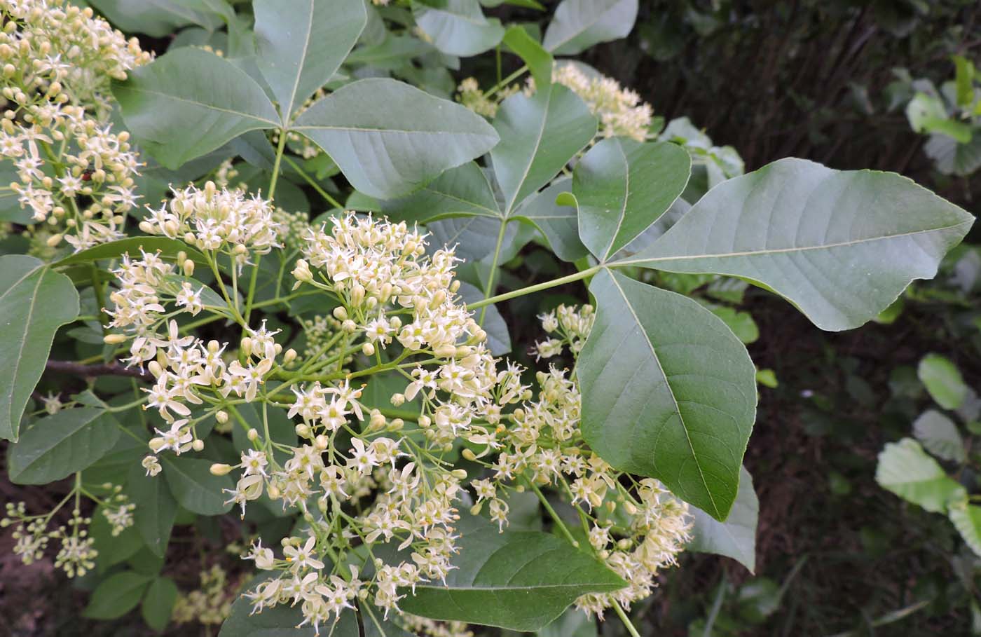 Image of Ptelea trifoliata specimen.