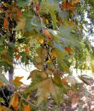 Platanus orientalis. Ветка плодоносящего дерева. Краснодарский край, г. Краснодар, в культуре. 13.09.2016.