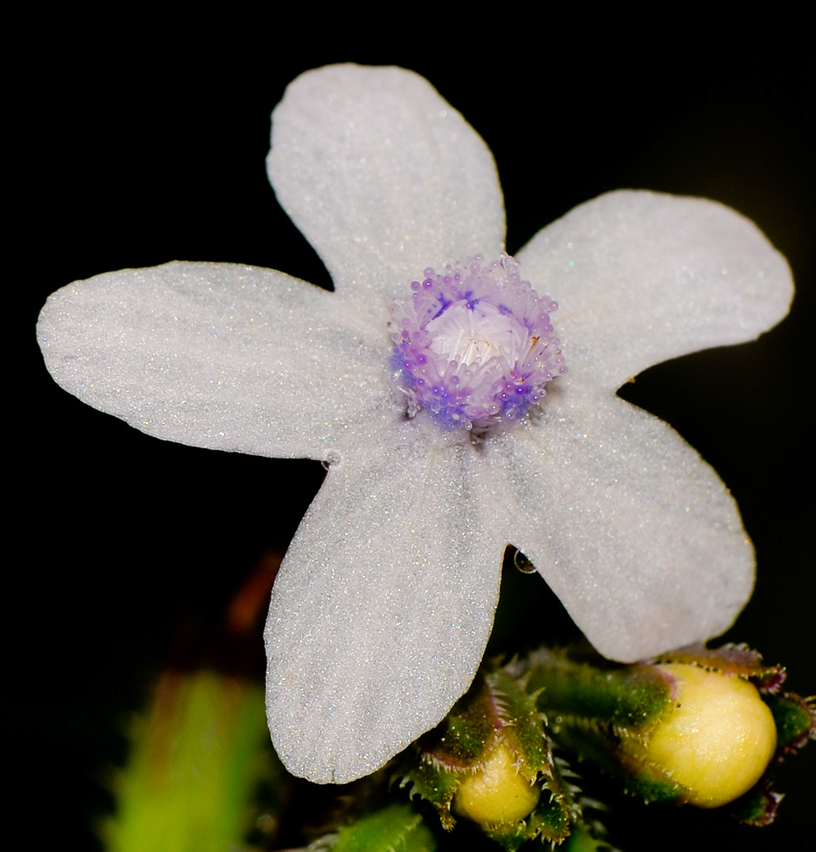 Image of Anchusa strigosa specimen.