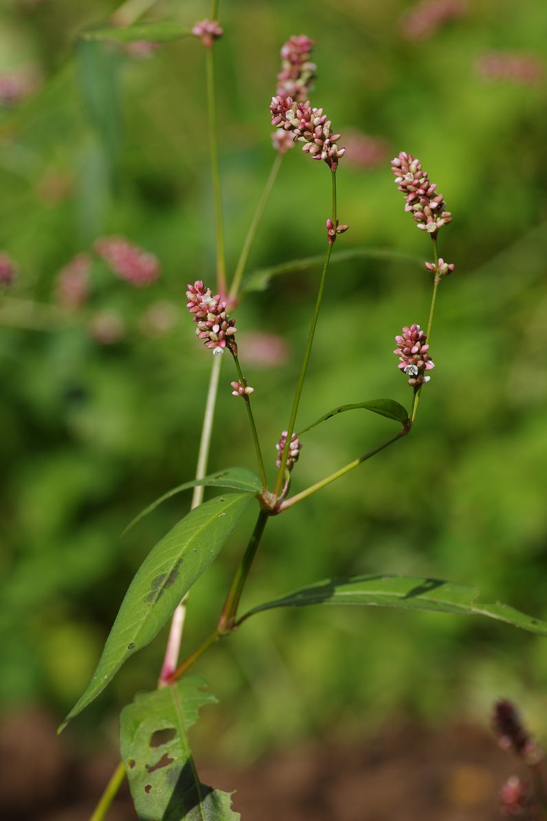 Изображение особи Persicaria maculosa.