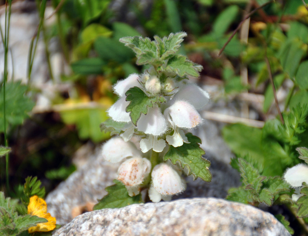 Image of Lamium tomentosum specimen.