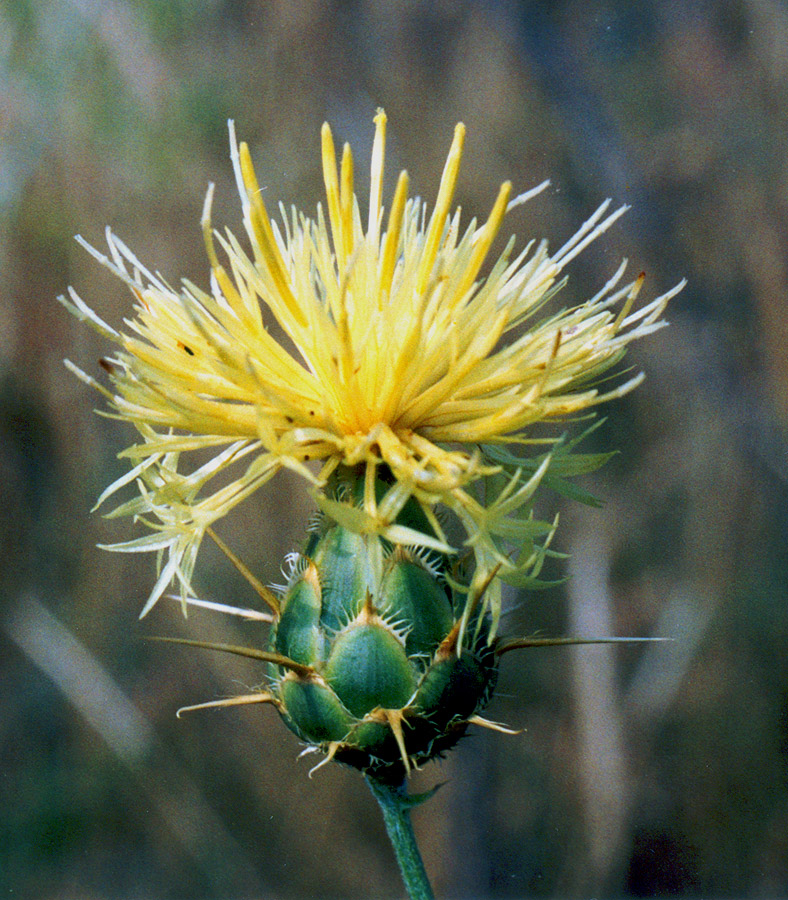 Image of Centaurea salonitana specimen.