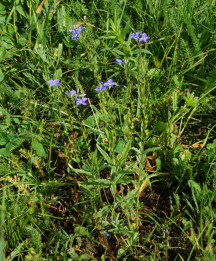 Image of Veronica krylovii specimen.