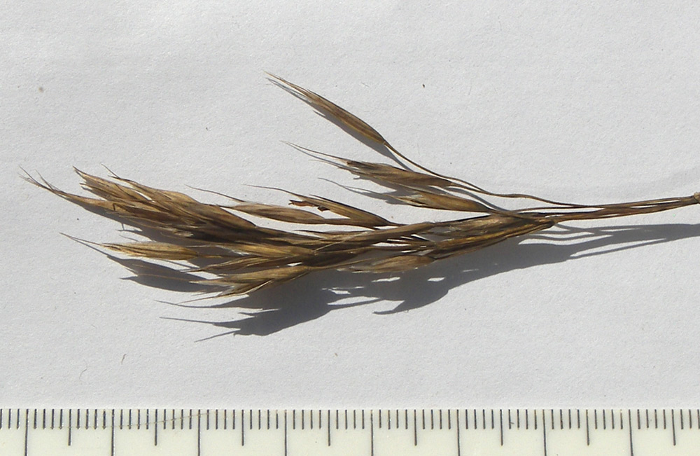 Image of Bromopsis variegata specimen.