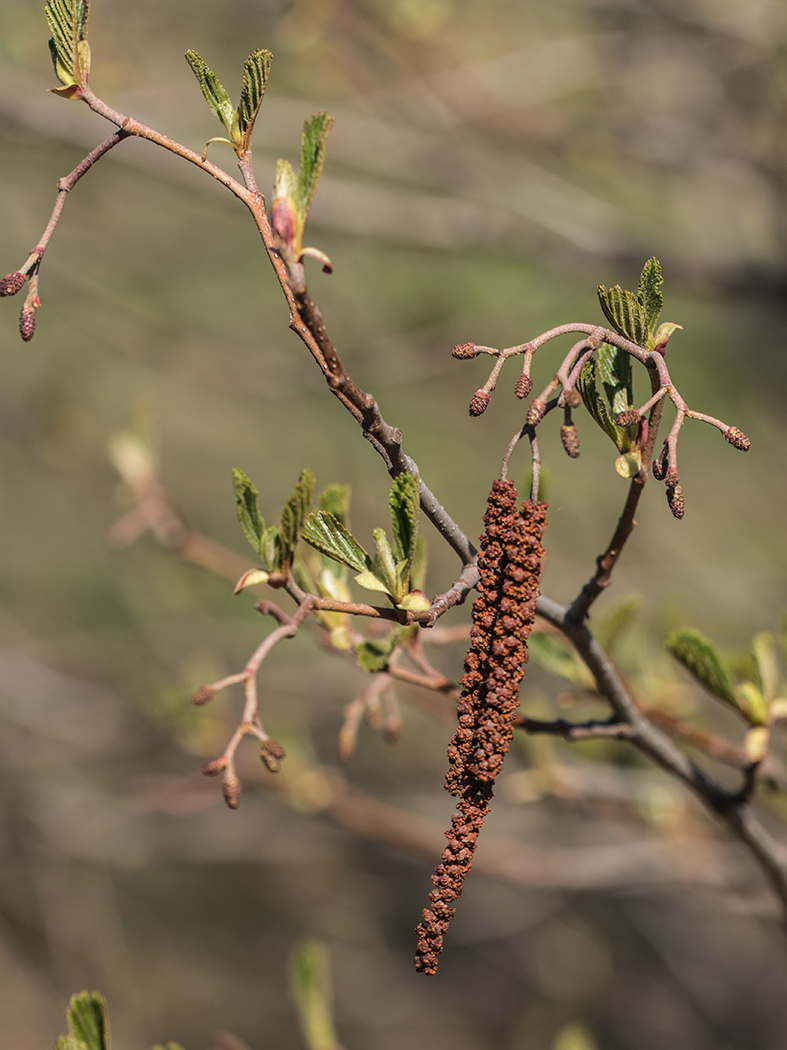 Изображение особи Alnus glutinosa.