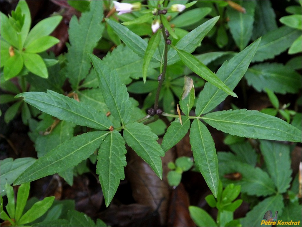 Image of Cardamine bulbifera specimen.