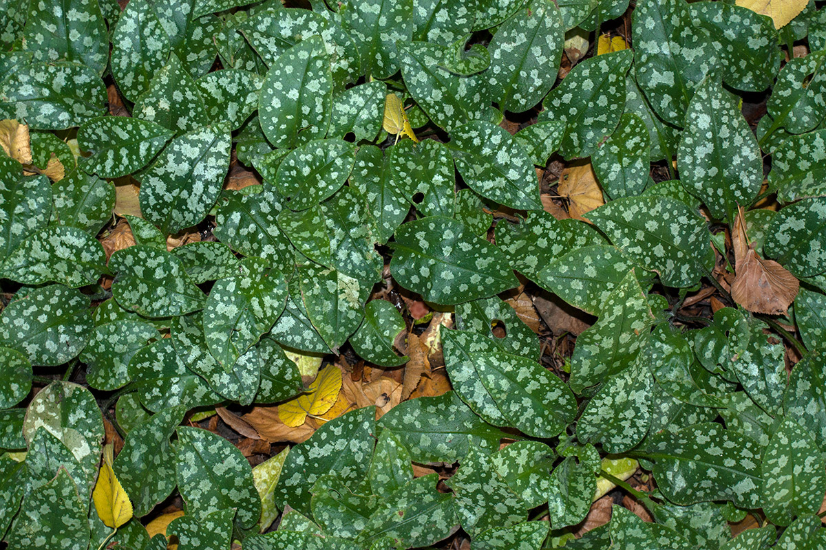 Изображение особи Pulmonaria officinalis.