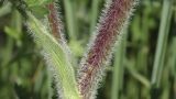 View full-size image Laserpitium hispidum