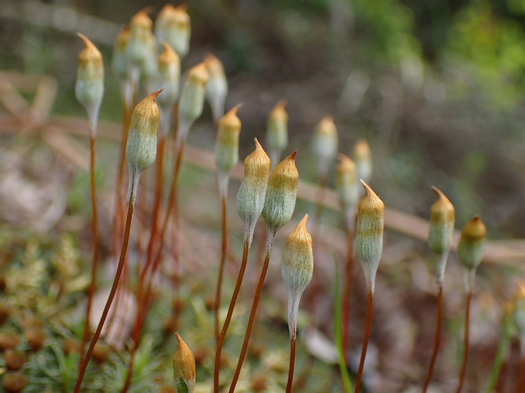 Image of Polytrichum juniperinum specimen.