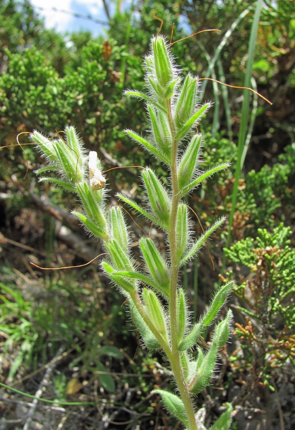 Изображение особи Onosma caucasica.