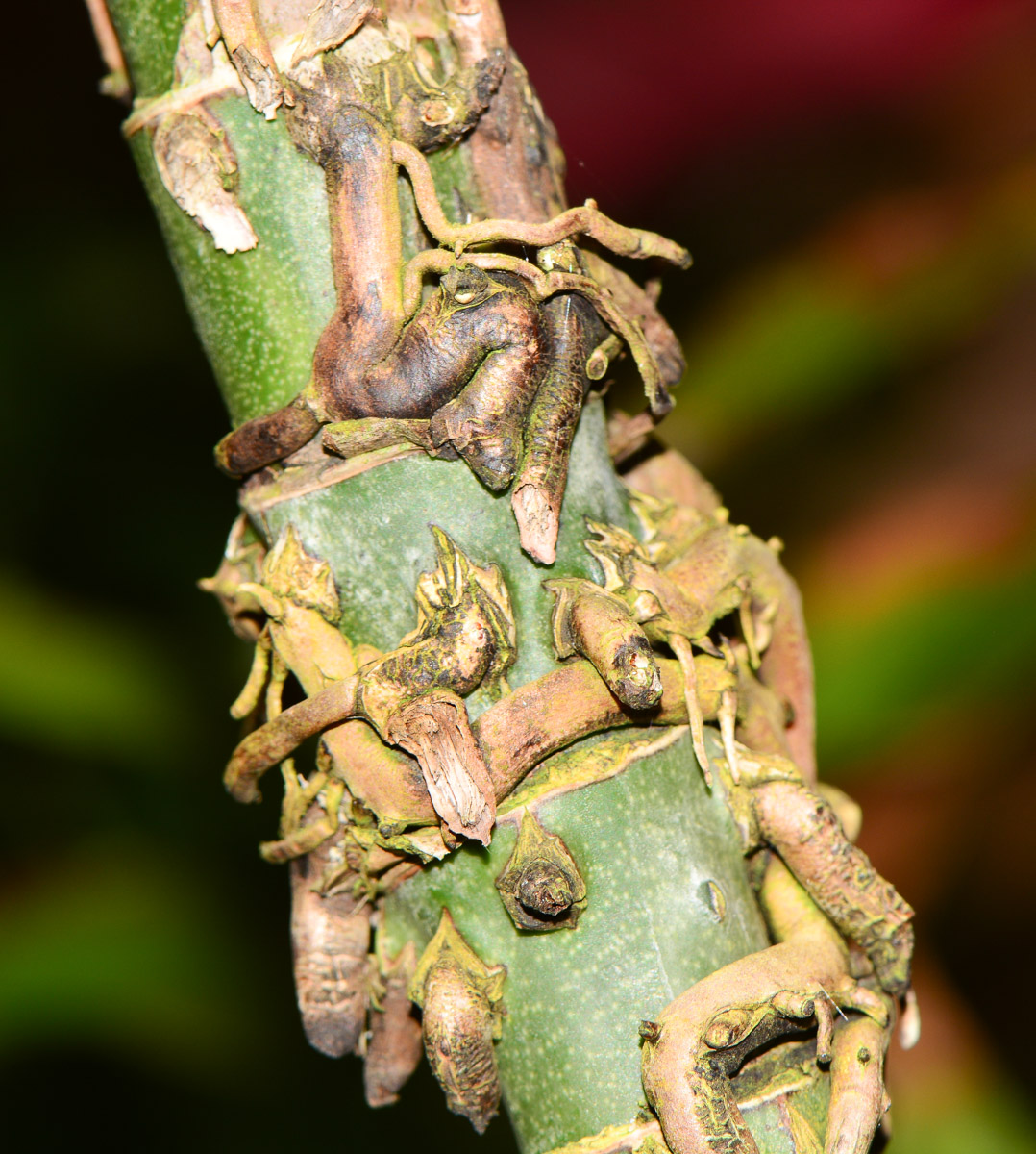 Image of Cordyline fruticosa specimen.