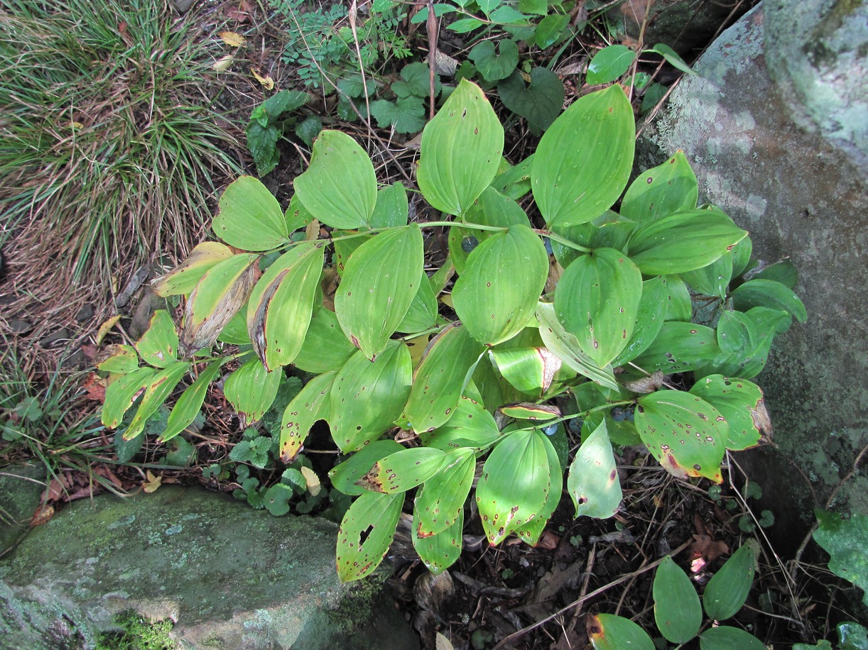 Image of Polygonatum glaberrimum specimen.