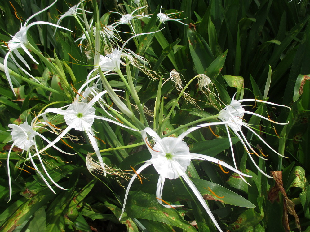 Изображение особи Hymenocallis littoralis.