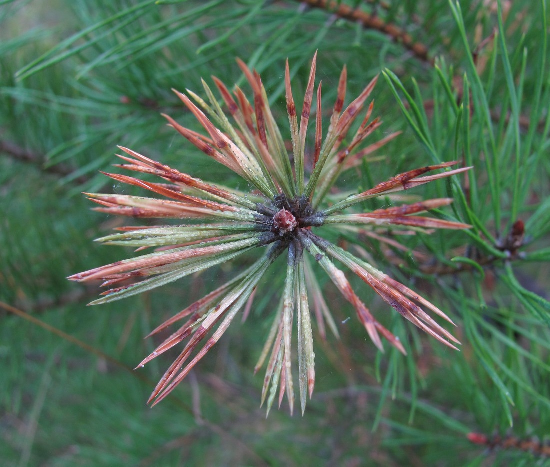 Изображение особи Pinus sylvestris ssp. hamata.