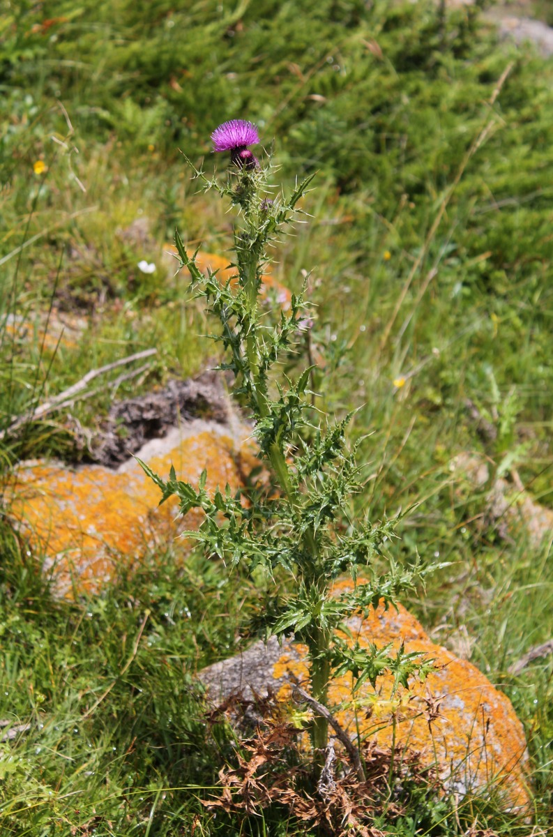 Изображение особи Cirsium elbrusense.