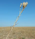 Jurinea stoechadifolia. Высохшее плодоносящее растение. Крым, Черноморский р-н, окр. с. Оленёвка, Большой Атлеш, степь. Август 2017 г.