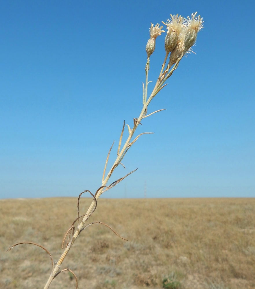 Изображение особи Jurinea stoechadifolia.