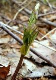 Humulus lupulus. Верхушка молодого побега. Чувашия, окр. г. Шумерля, берег р. Сура, устье р. Мочалка. 21 апреля 2008 г.