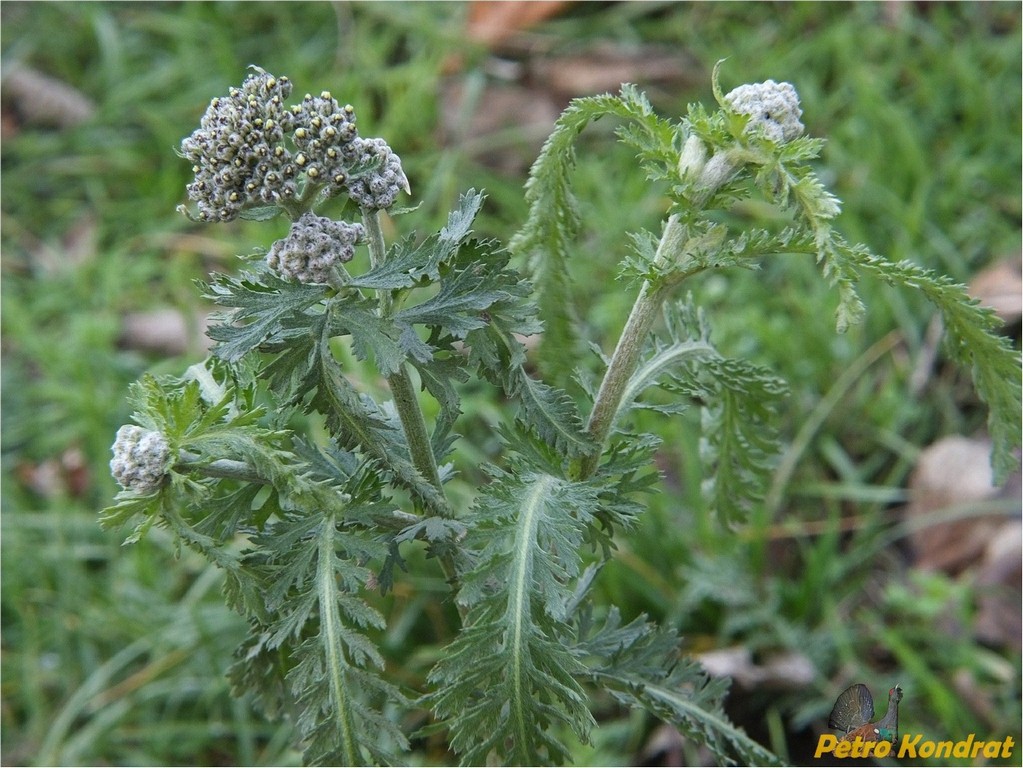 Image of Achillea euxina specimen.