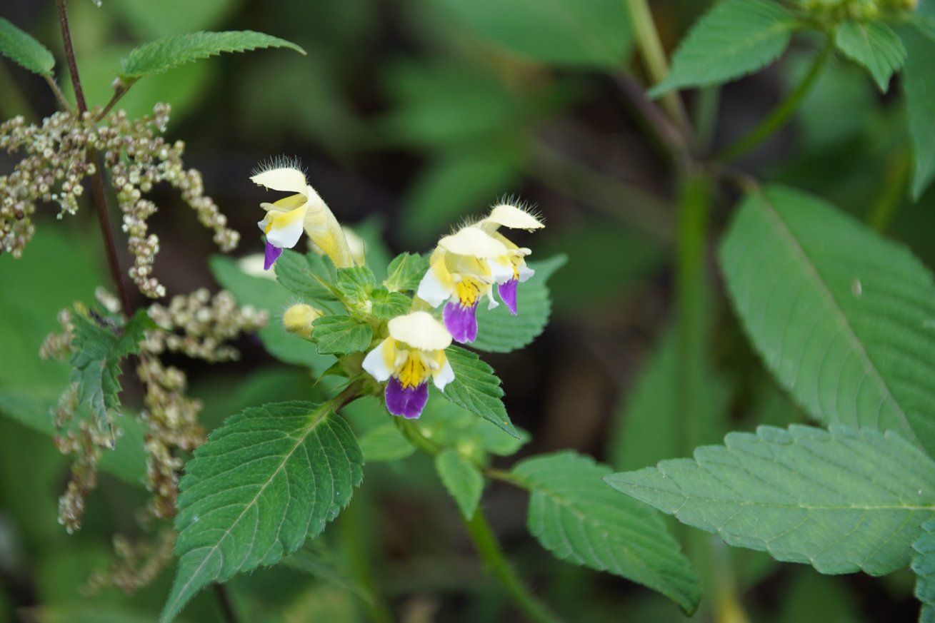 Image of Galeopsis speciosa specimen.