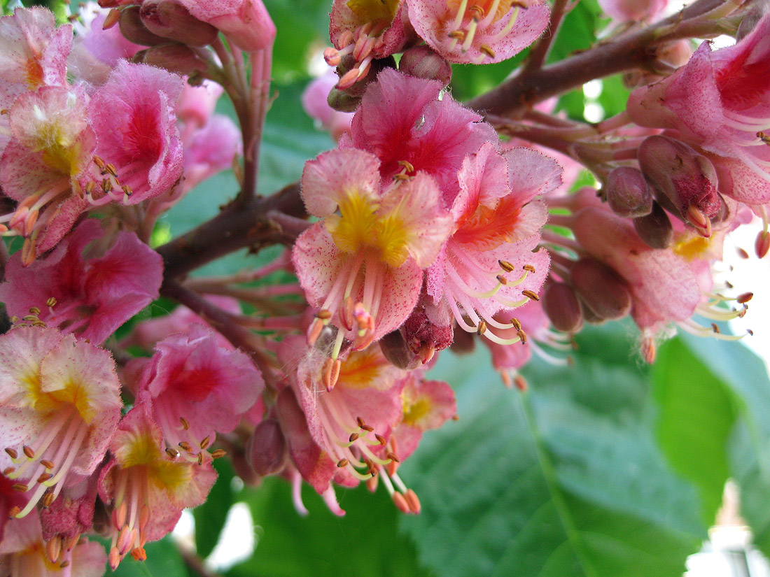 Image of Aesculus &times; carnea specimen.