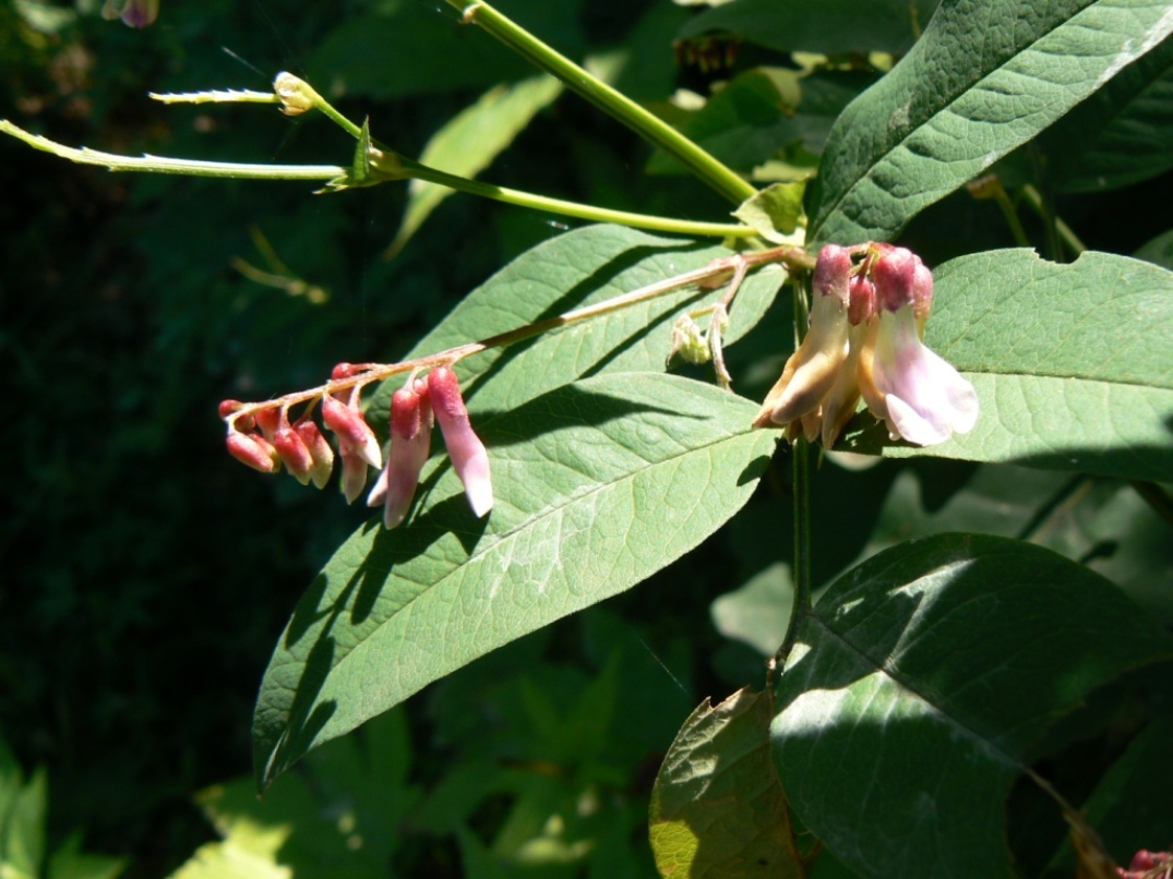 Изображение особи Vicia ramuliflora.