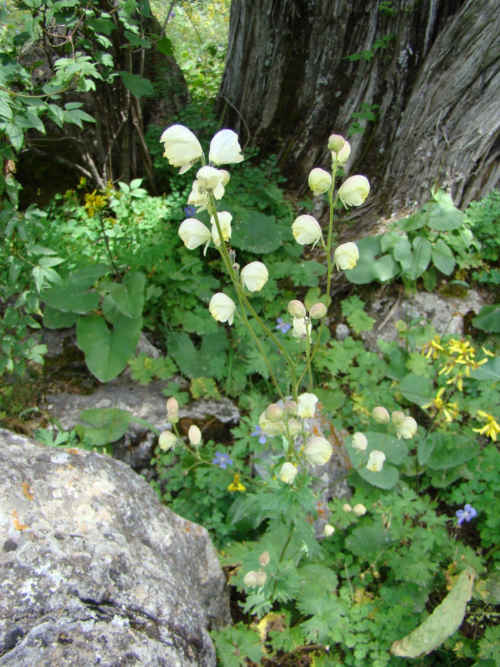 Image of Aconitum seravschanicum specimen.