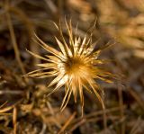 Serratula coronata. Остаток сухого прошлогоднего соплодия. Средний Урал, Пермский край, Кунгурский р-н, правый берег р. Сылва, южный склон камня Межевой, сосновый бор. 8 апреля 2018 г.