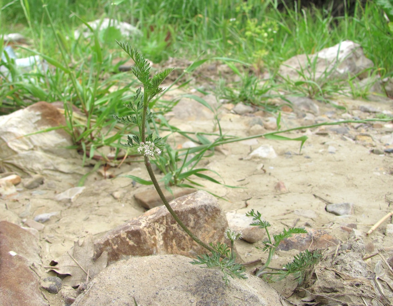 Image of genus Torilis specimen.