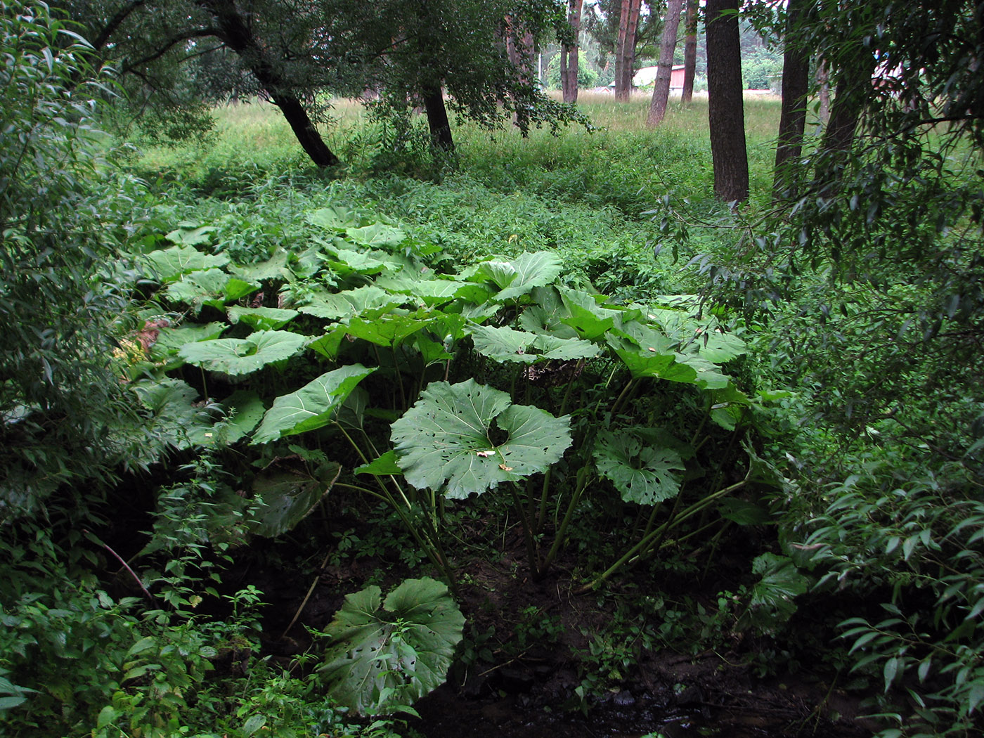 Image of Petasites hybridus specimen.