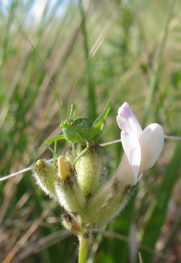 Изображение особи Astragalus zingeri.